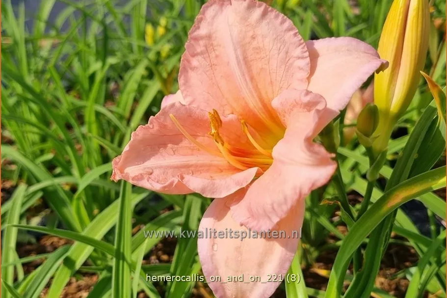 Hemerocallis 'On and On'
