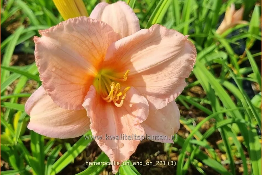 Hemerocallis 'On and On'