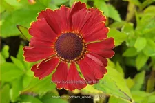 Helenium 'Potter's Wheel'