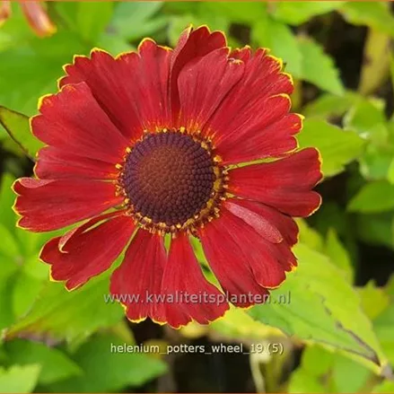 Helenium 'Potter's Wheel'