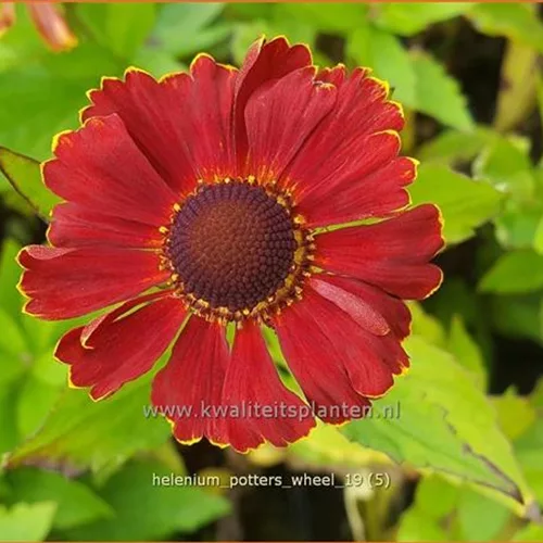 Helenium 'Potter's Wheel'