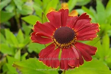 Helenium 'Potter's Wheel'
