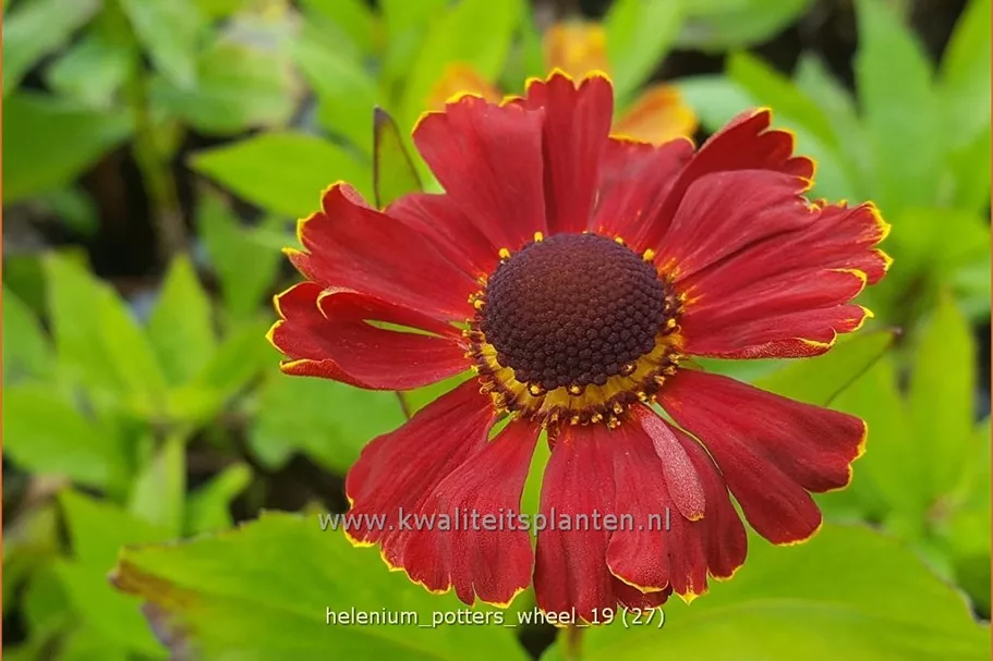 Helenium 'Potter's Wheel'