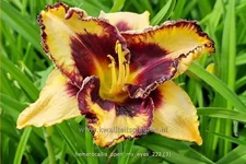 Hemerocallis 'Open My Eyes'