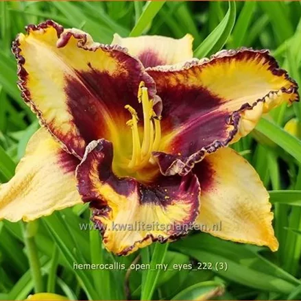 Hemerocallis 'Open My Eyes'