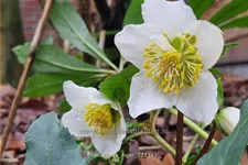 Helleborus niger