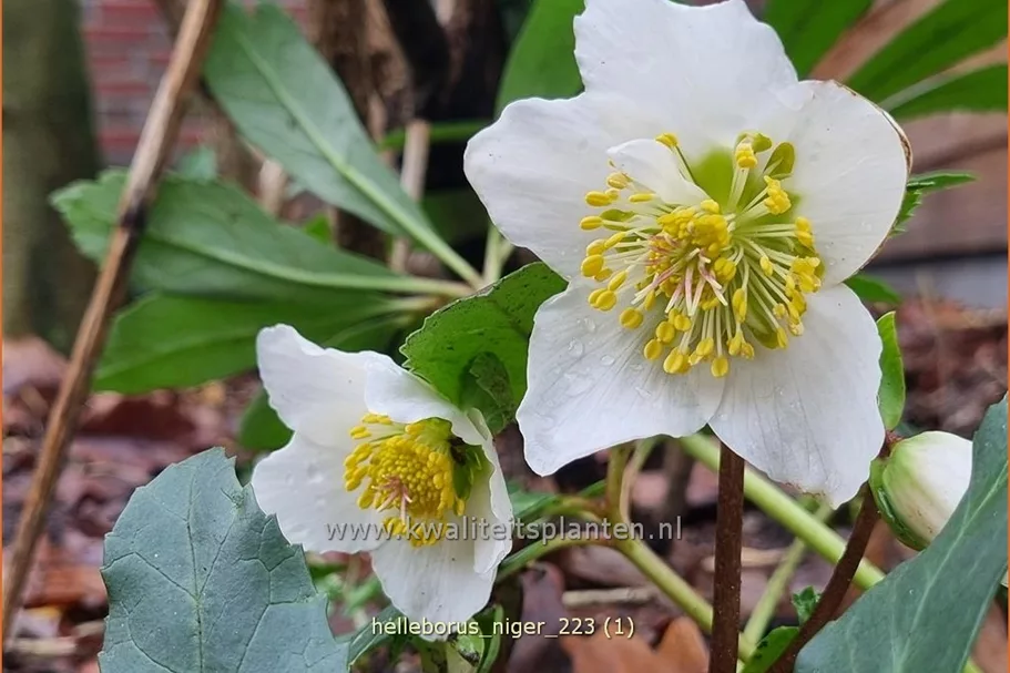 Helleborus niger