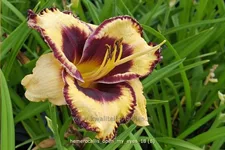 Hemerocallis 'Open My Eyes'