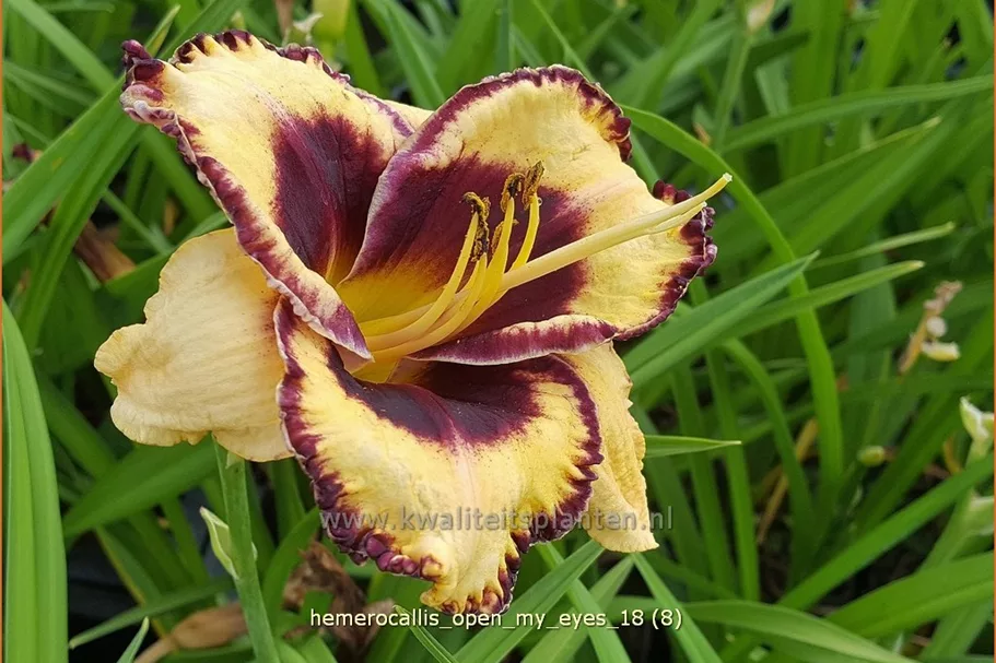 Hemerocallis 'Open My Eyes'