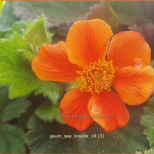 Geum 'Sea Breeze'