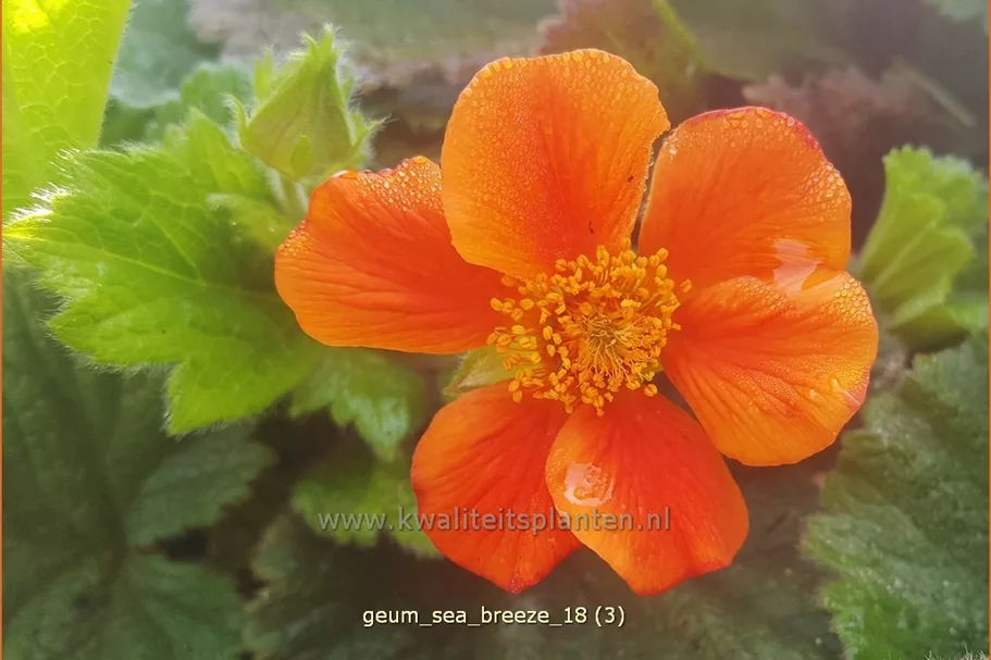 Geum 'Sea Breeze'