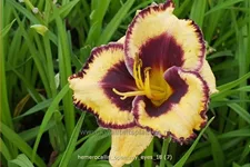 Hemerocallis 'Open My Eyes'