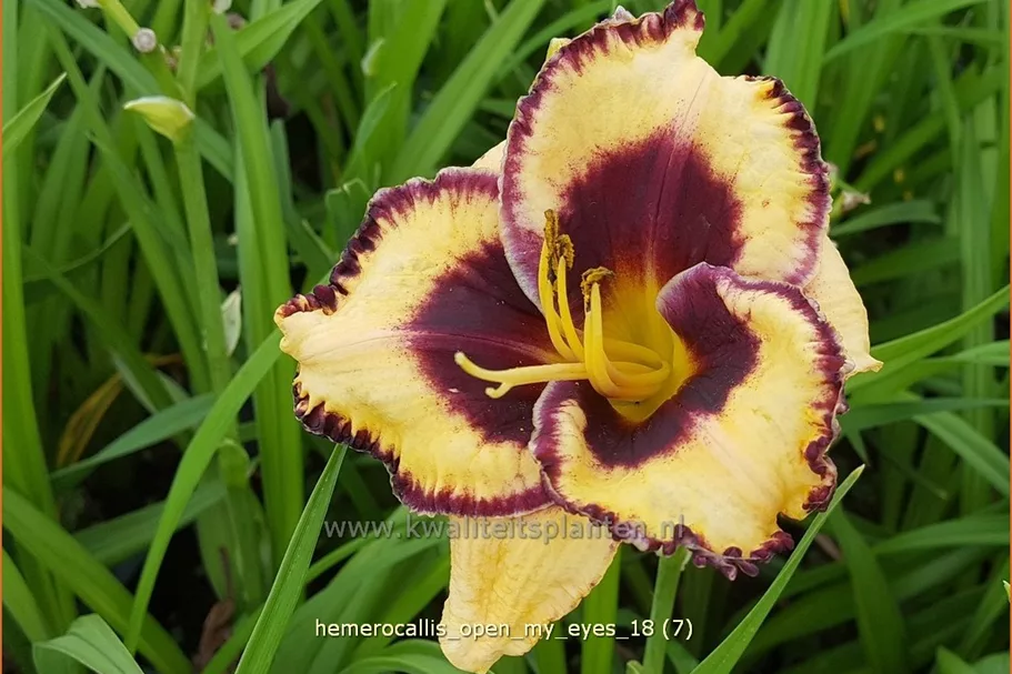 Hemerocallis 'Open My Eyes'