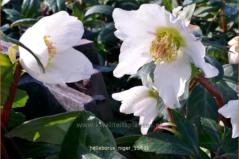 Helleborus niger