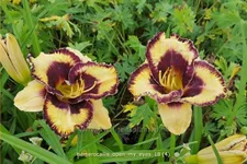 Hemerocallis 'Open My Eyes'