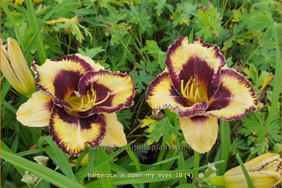 Hemerocallis 'Open My Eyes'