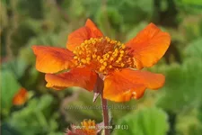 Geum 'Sea Breeze'