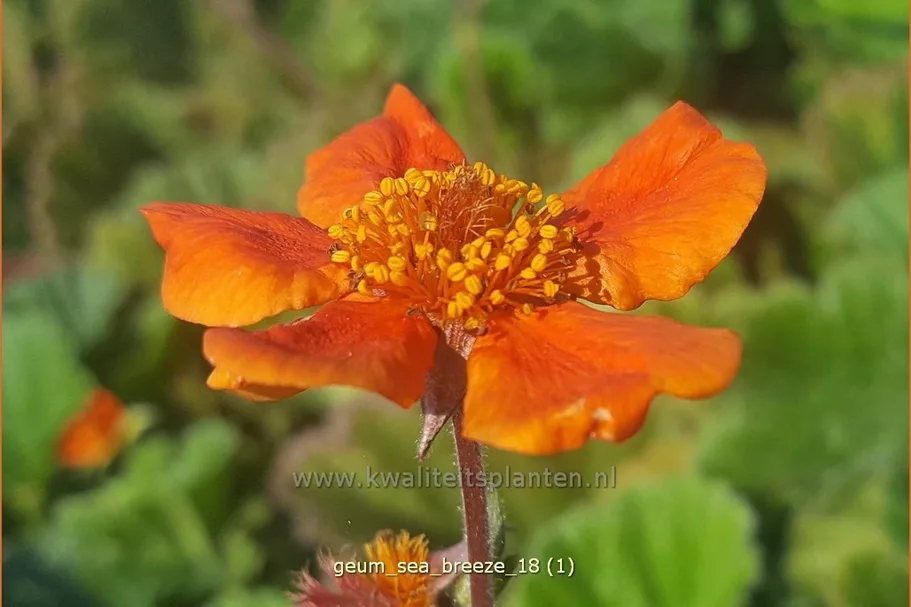 Geum 'Sea Breeze'