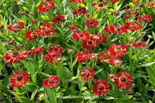 Helenium autumnale 'Ranchera'®