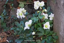 Helleborus niger