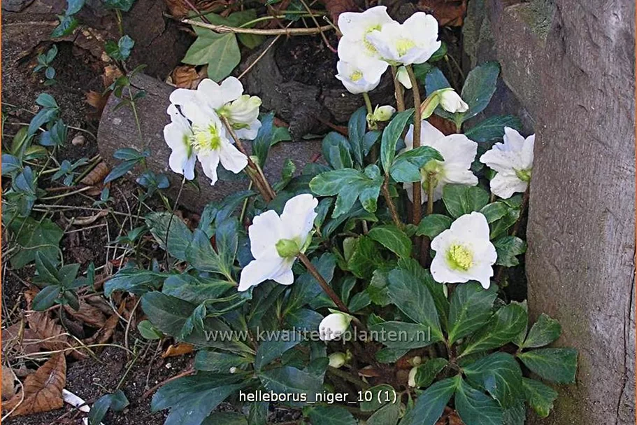Helleborus niger