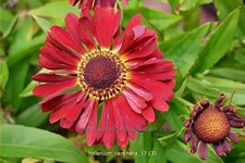 Helenium autumnale 'Ranchera'®
