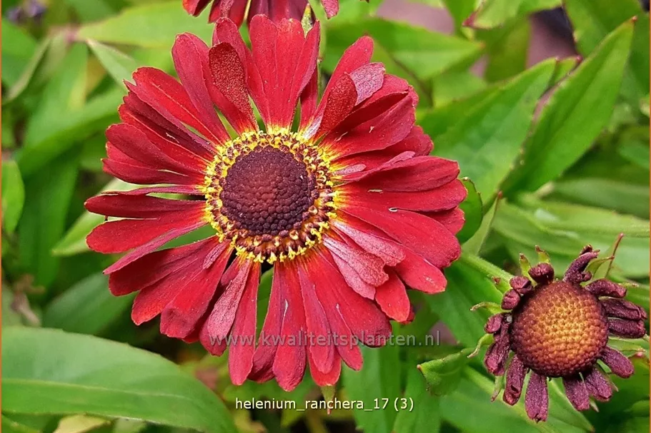 Helenium autumnale 'Ranchera'®