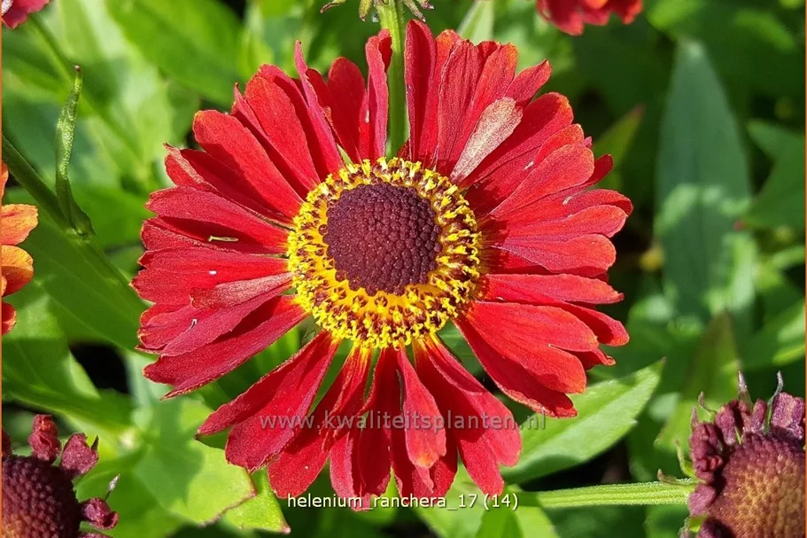 Helenium autumnale 'Ranchera'®