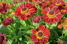 Helenium autumnale 'Ranchera'®
