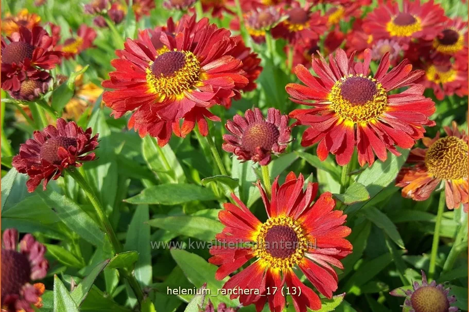 Helenium autumnale 'Ranchera'®