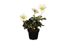 Helleborus niger