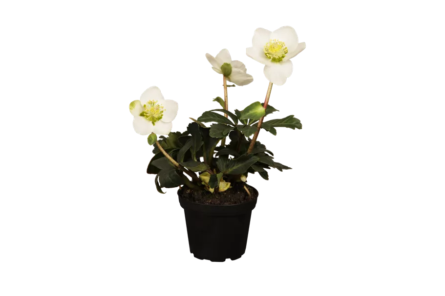 Helleborus niger