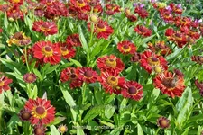 Helenium autumnale 'Ranchera'®