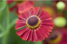 Helenium autumnale 'Ranchera'®
