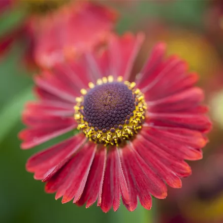 Helenium autumnale 'Ranchera'®