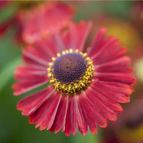 Helenium autumnale 'Ranchera'®