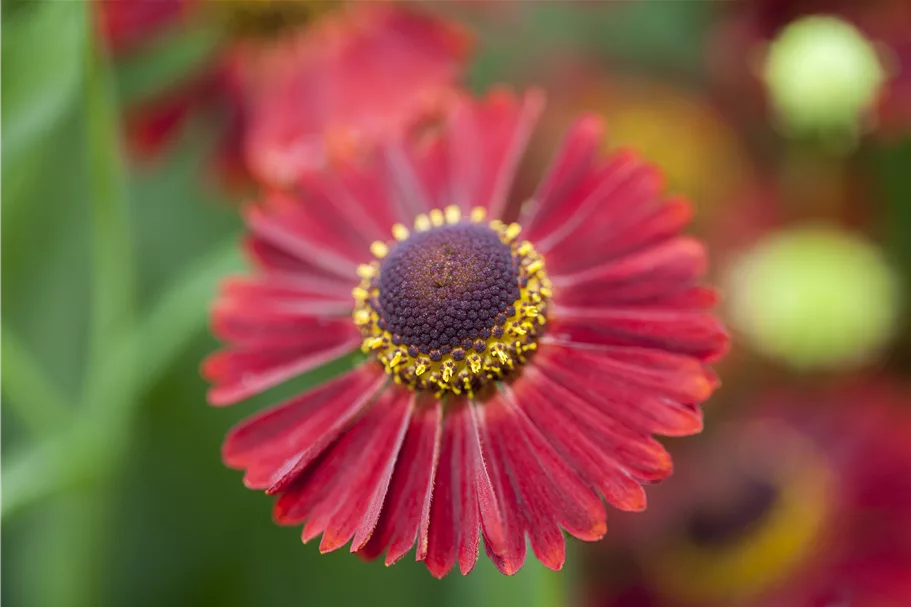 Helenium autumnale 'Ranchera'®