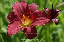 Hemerocallis 'Pardon Me'