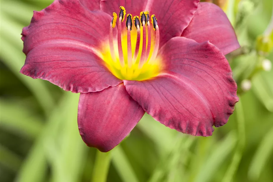 Hemerocallis 'Pardon Me'