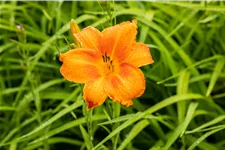 Hemerocallis 'Pardon Me'
