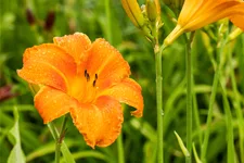 Hemerocallis 'Pardon Me'