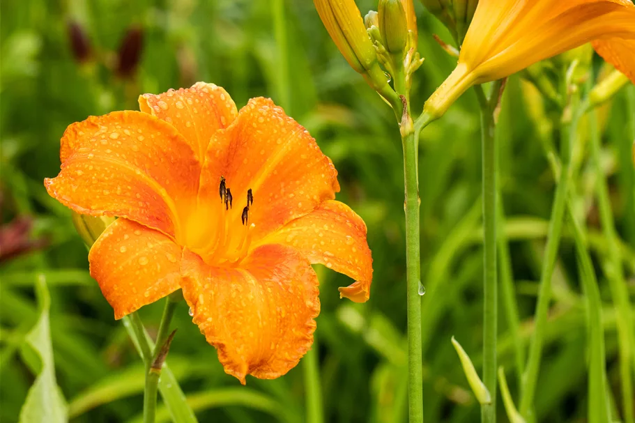 Hemerocallis 'Pardon Me'
