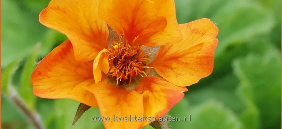 Geum 'Spanish Fly'