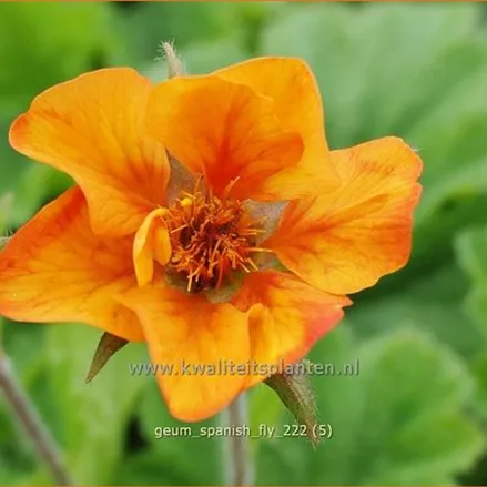 Geum 'Spanish Fly'
