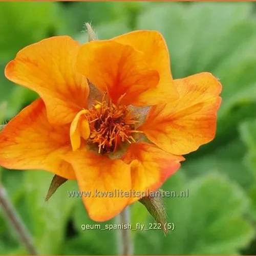 Geum 'Spanish Fly'