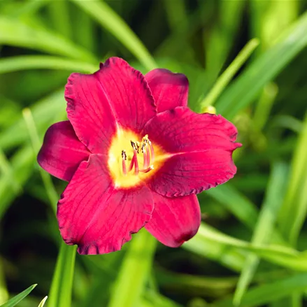 Hemerocallis 'Pardon Me'