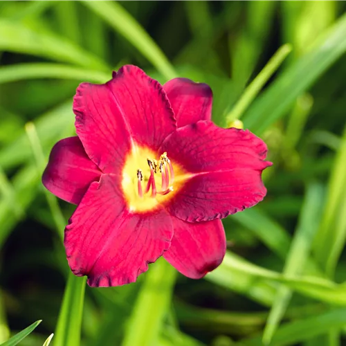 Hemerocallis 'Pardon Me'