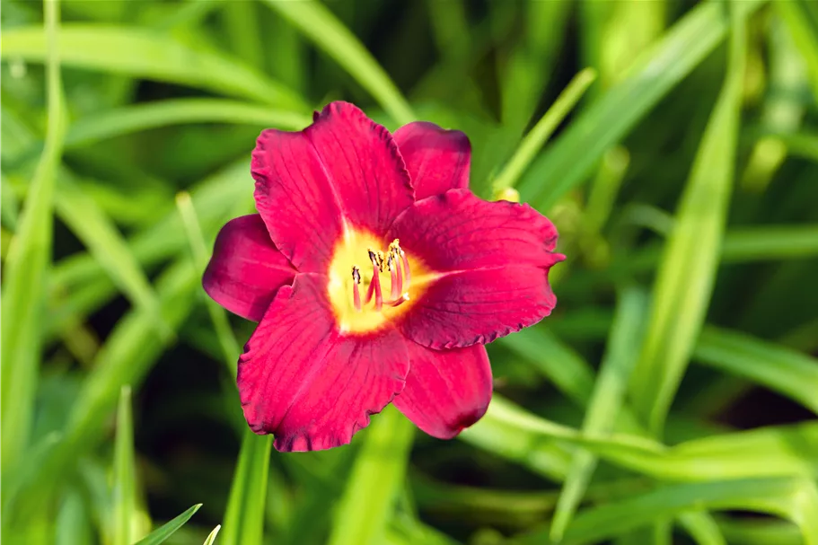 Hemerocallis 'Pardon Me'