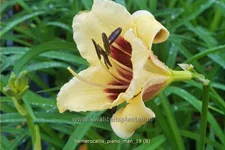 Hemerocallis 'Piano Man'