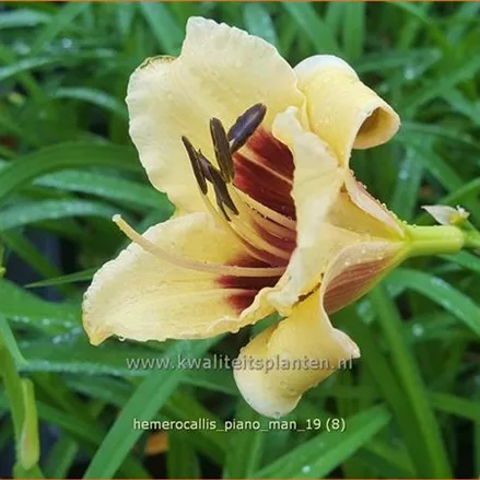 Hemerocallis 'Piano Man'